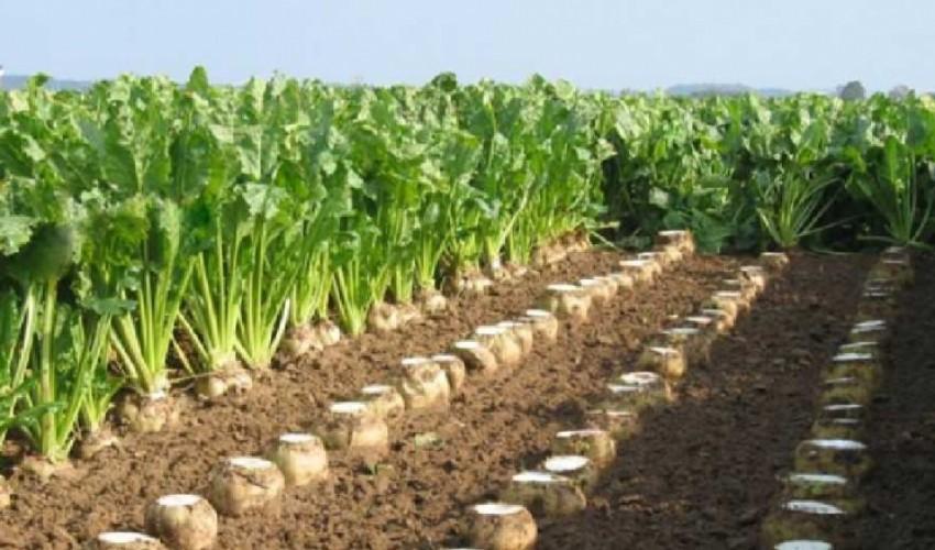 کشت 452هکتار چغندرقند پاییزه در مناطق گرمسیری