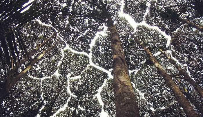 طبیعت زیبا و رمزآلود؛تاج های خجالتی!، تصاویر طبیعت زیبا و رمزآلود؛تاج های خجالتی!، تصاویر