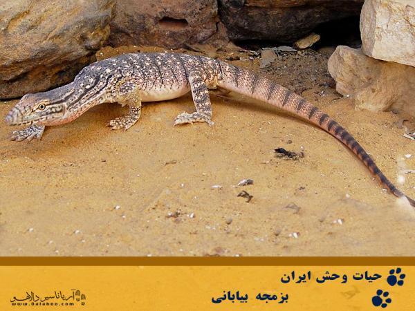 بزمجه بیابانی را بشناسیم بزمجه بیابانی را بشناسیم