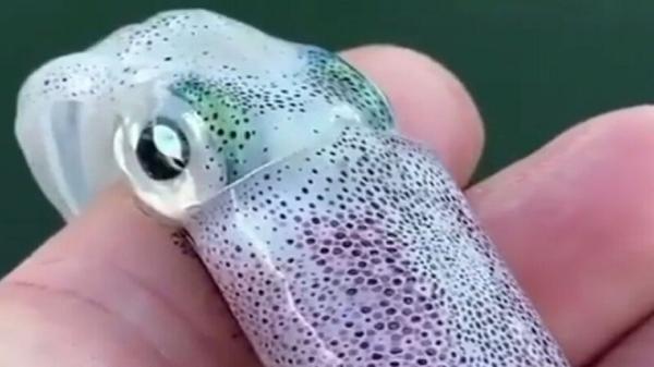 ویدئویی از رنگدانه های پوست ماهی مرکب