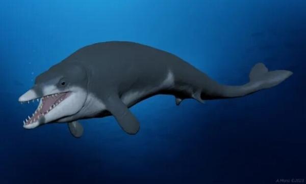 کشف حیرت انگیز یک نهنگ پادار در مصر! ، عکس